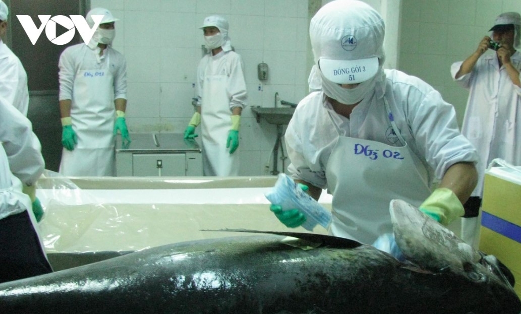 Tuna exports to Canada maintain growth momentum despite fluctuations